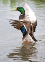 A drake mallard lands in the flowing waters of Antelope Creek on Wednesday, May 8, 2019, near Jayne Snyder Trails Center.